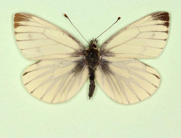 Pieris napi male (aberrant form antisinisgriseopicta) (Internet Image property of respective owner, non-commercial use only)